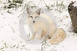Lone Arctic Fox in a winter environment