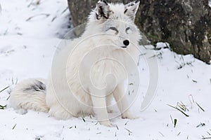 Lone Arctic Fox in a winter environment