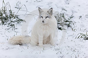 Lone Arctic Fox in a winter environment
