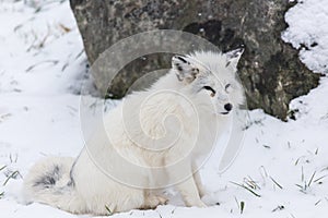 Lone Arctic Fox in a winter environment