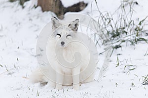 Lone Arctic Fox in a winter environment