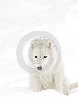 A lone Arctic wolf Canis lupus arctos isolated on white background sitting in the winter snow in Canada