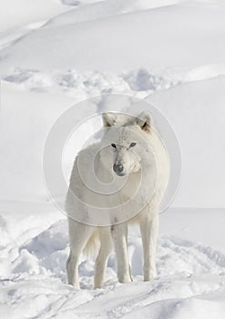 A lone Arctic wolf Canis lupus arctos isolated on white background standing in the winter snow in Canada