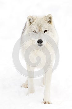 A lone arctic wolf (Canis lupus arctos) isolated on white background walking in winter snow in Canada