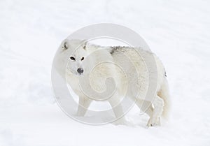 A lone arctic wolf (Canis lupus arctos) isolated on white background walking in winter snow in Canada