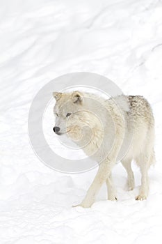 A lone arctic wolf (Canis lupus arctos) isolated on white background walking in winter snow in Canada