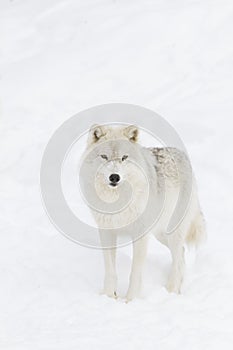 A lone arctic wolf (Canis lupus arctos) isolated on white background walking in winter snow in Canada