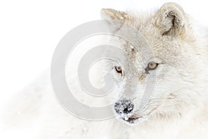 A lone Arctic wolf Canis lupus arctos isolated on white background walking in the winter snow in Canada