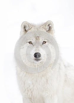 A lone arctic wolf (Canis lupus arctos) isolated on white background walking in winter snow in Canada