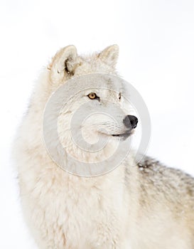 A lone Arctic wolf (Canis lupus arctos) isolated on white background walking in the winter snow in Canada