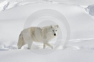 A lone arctic wolf (Canis lupus arctos) isolated on white background walking in winter snow in Canada