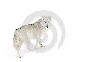 A lone arctic wolf (Canis lupus arctos) isolated on white background walking in winter snow in Canada