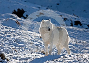 A lone Arctic wolf Canis lupus arctos isolated on white background walking in the winter snow in Canada