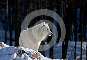 A lone Arctic wolf Canis lupus arctos standing on a rocky cliff in winter snow in Canada