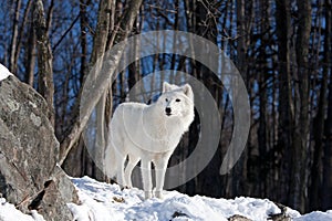 A lone Arctic wolf Canis lupus arctos standing on a rocky cliff in winter snow in Canada