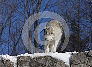 A lone Arctic wolf Canis lupus arctos standing on a rocky cliff in winter snow in Canada