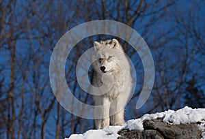 A lone Arctic wolf Canis lupus arctos standing on a rocky cliff in winter snow in Canada