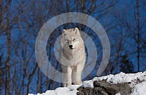 A lone Arctic wolf (Canis lupus arctos) walking through the snow in winter in Canada