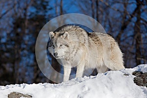 A lone Arctic wolf (Canis lupus arctos) walking through the snow in winter in Canada