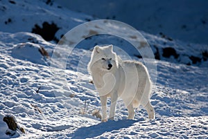 A lone Arctic wolf (Canis lupus arctos) walking through the snow in winter in Canada