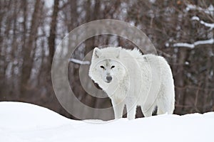 A lone Arctic wolf (Canis lupus arctos) walking through the snow in winter in Canada