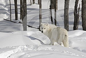 A lone Arctic wolf Canis lupus arctos walking in winter snow in Canada