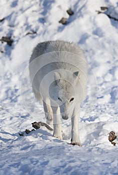 A lone Arctic wolf Canis lupus arctos walking in winter snow in Canada