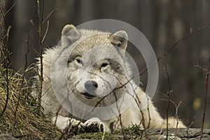 A lone Arctic Wolf in fall