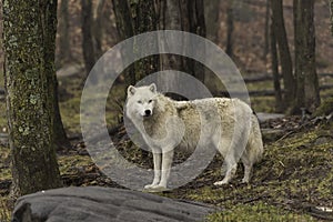 A lone Arctic Wolf in fall