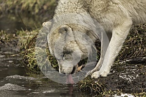 A lone Arctic Wolf in fall