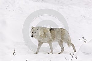 A lone Arctic Wolf in fall