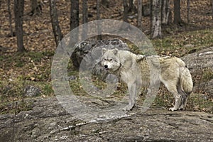 A lone Arctic Wolf in fall