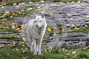 Lone Arctic Wolf in a fall, forest environment