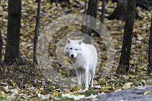 Lone Arctic Wolf in a fall, forest environment
