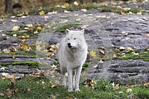 Lone Arctic Wolf in a fall, forest environment