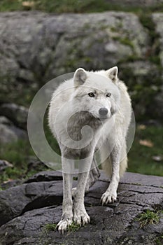 Lone Arctic Wolf in a fall, forest environment