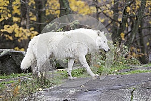 Lone Arctic Wolf in a fall, forest environment