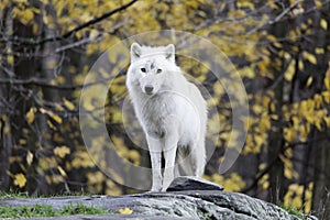 Lone Arctic Wolf in a fall, forest environment