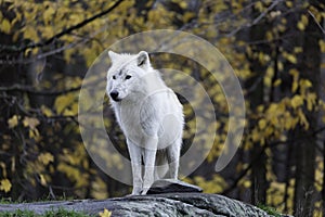Lone Arctic Wolf in a fall, forest environment