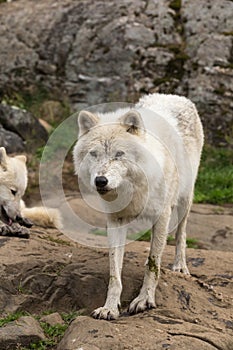 A lone Arctic Wolf in the fall season