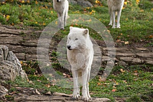 A lone Arctic Wolf in the fall season