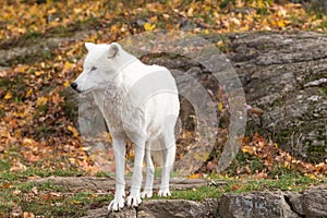 A lone Arctic Wolf in the fall season