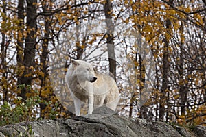 A lone Arctic Wolf in the fall season