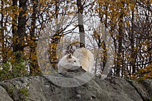 A lone Arctic Wolf in the fall season