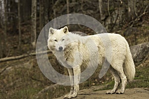 A lone Arctic wolf in fall
