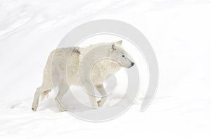 Lone Arctic wolf isolated on white background walking in the winter snow in Canada