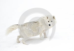 Lone Arctic wolf isolated on white background walking in the winter snow in Canada