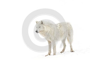 Lone Arctic wolf isolated on white background walking in the winter snow in Canada