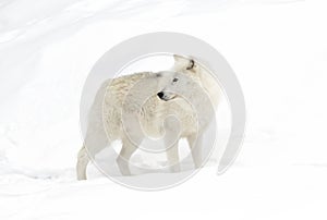 Lone Arctic wolf isolated on white background walking in the winter snow in Canada