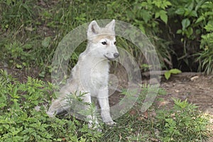 A lone Arctic Wolf pup in the woods